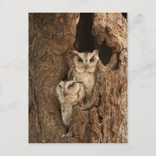 Cartes Chouette, Cartes Postales, Stickers