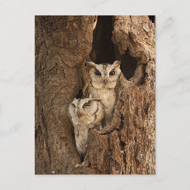 Cartes Chouette, Cartes Postales, Stickers (Devant)