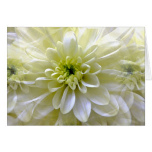 Cartes CHRYSANTHEMUM