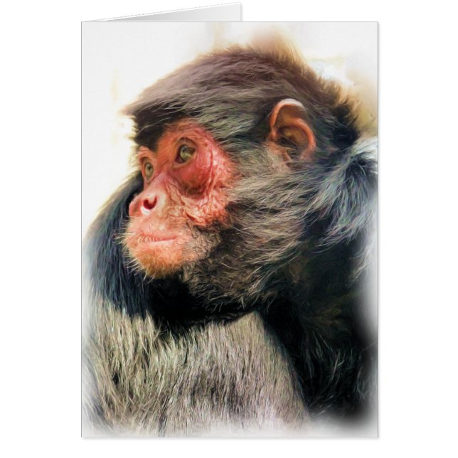 CARTES D'ACCUEIL SPIDER MONKEY (Devant)