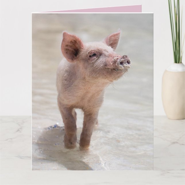 CARTES D'ANNIVERSAIRE PIG HOG FUNNY (Devant)