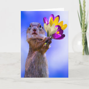 CARTES D'ANNIVERSAIRE SQUIRREL