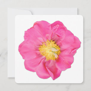 Cartes d'art botanique de la fleur de pivoine rose