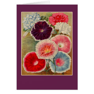 Cartes d'art de paquet de graine de gloires de