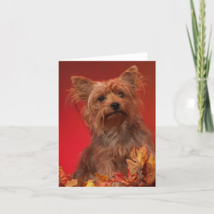 Cartes de Bon thanksgiving Yorkie