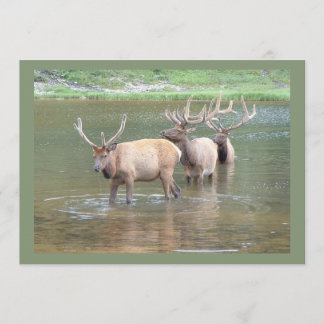 Cartes de chasse au wapiti pour le bien-être, Anni