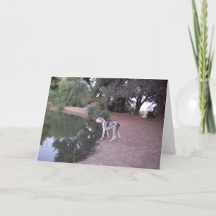 Cartes de chien de Lakeside