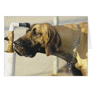 Cartes de chien - Great Dane