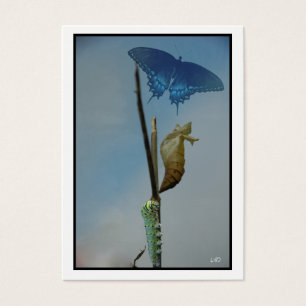 Cartes de collection Busine d'artiste du papillon