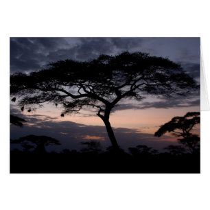 Cartes de coucher du soleil d'arbres d'acacia