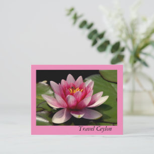 Cartes de fin de année avec de beaux lotus dessus.