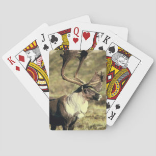 Cartes De Jeu À Vélo Caribou