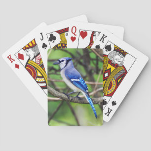 Cartes de jeu de geai bleu