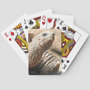 Cartes de jeu de tortue
