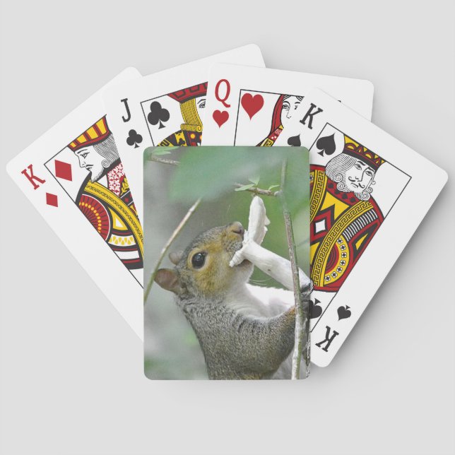 Cartes de jeu d'écureuils (dos)