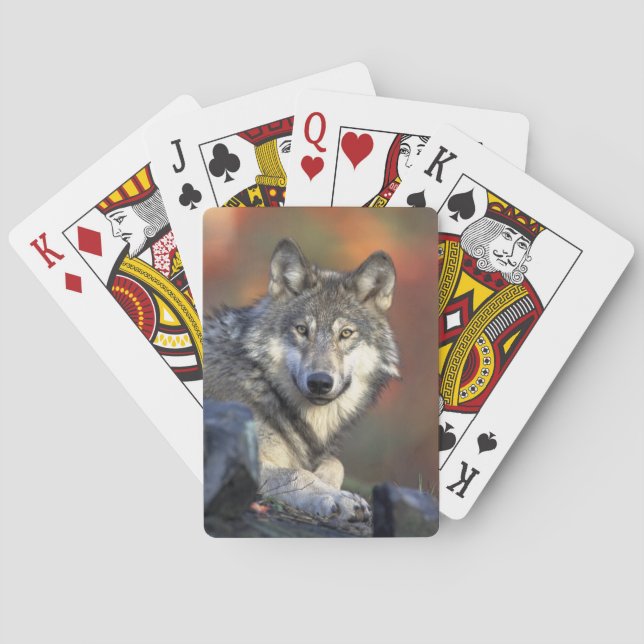 Cartes de jeu Wolf Bicycle (dos)