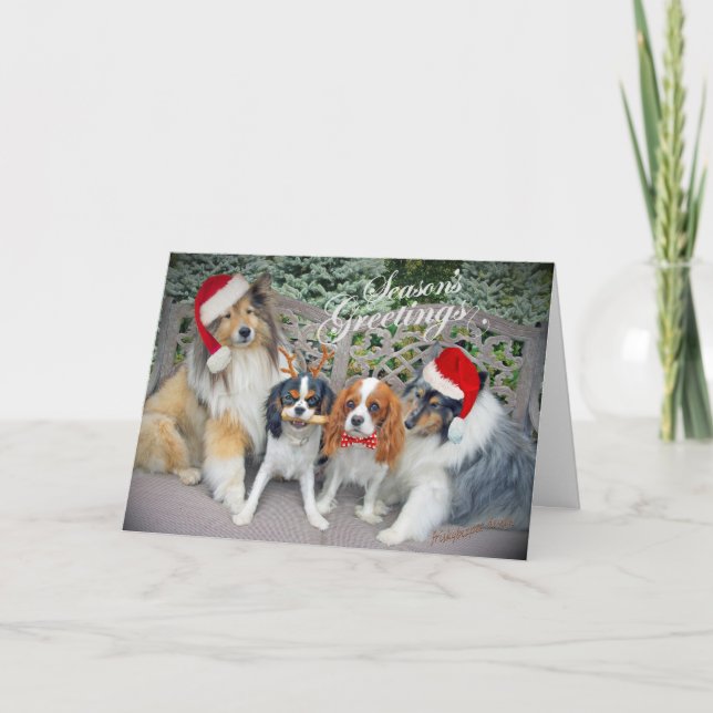 Cartes de Noël Cavalier King Charles & Shelts (Devant)