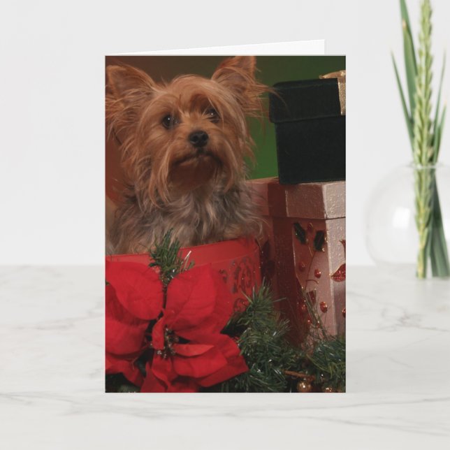 Cartes de Noël Yorkie (Devant)