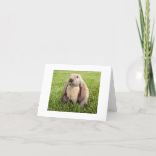 Cartes de note anglaises de lapin de Lop