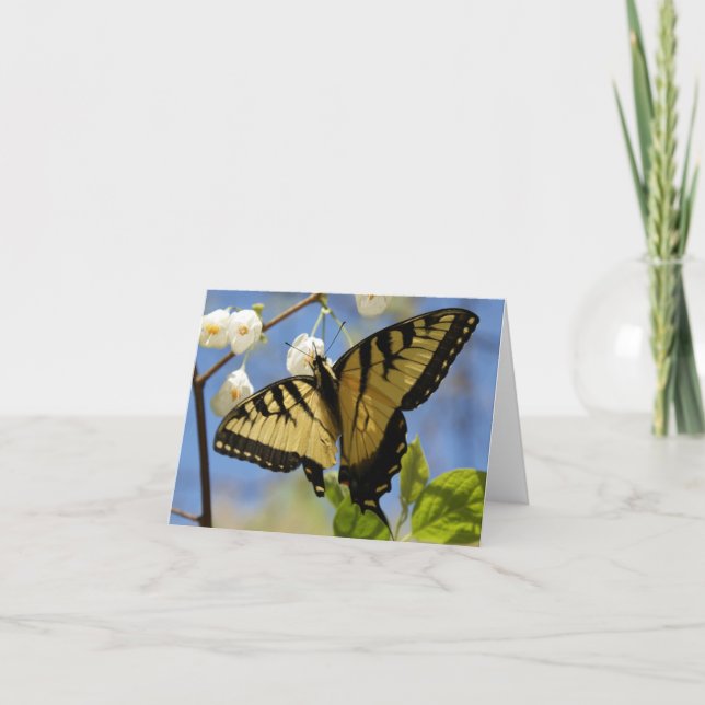 Cartes de note de papillon de machaon (Devant)
