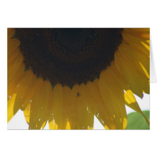 Cartes de note de tournesol