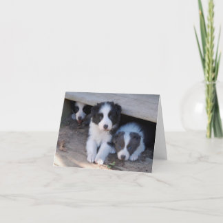 Cartes de note de trio de chiot de border collie