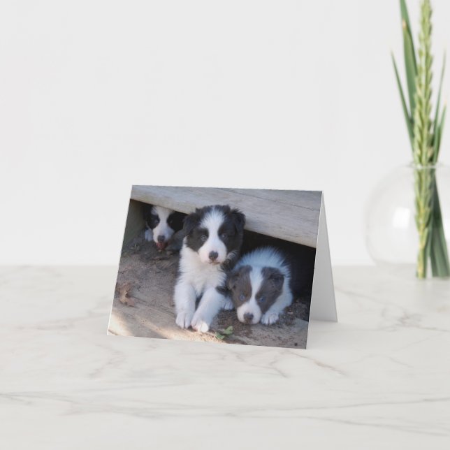 Cartes de note de trio de chiot de border collie (Devant)