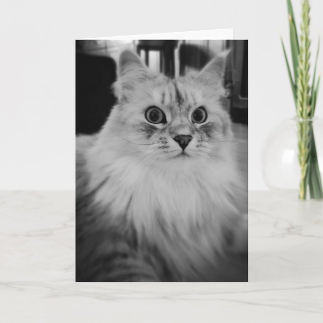 Cartes de note magiques sibériennes (Devant)