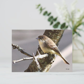 Cartes de note nature Cartes d'oiseaux