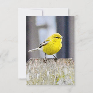 Cartes de note nature Cartes d'oiseaux
