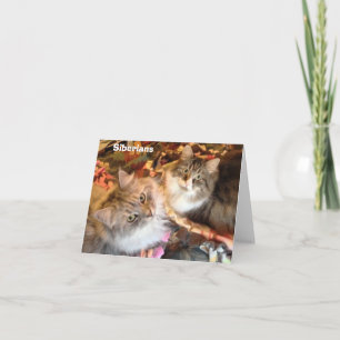 Cartes de note sibériennes de beautés