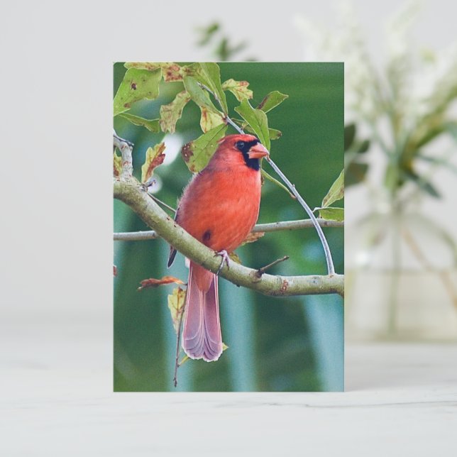 Cartes de notes naturelles Cardinal Bird Cartes (Debout devant)