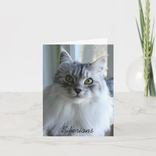 Cartes de notes pour chats de Sibérie (Devant)