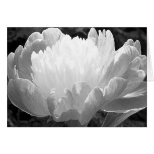 Cartes de pivoine de la photographie florale