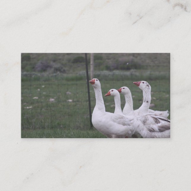 Cartes de visite de canard (Devant)