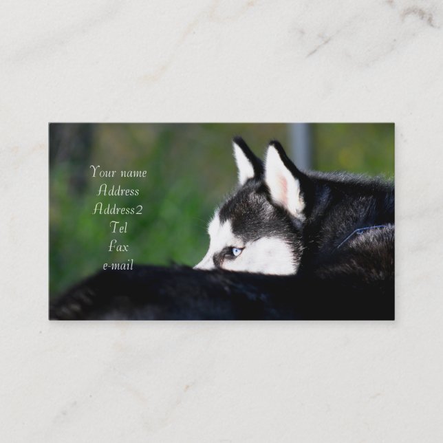 Cartes de visite de chien de traîneau sibérien (Devant)