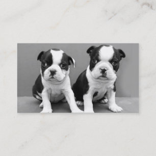 Cartes de visite de chiots de Boston Terrier