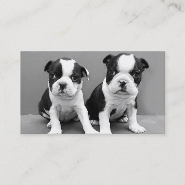 Cartes de visite de chiots de Boston Terrier (Devant)