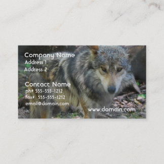 Cartes de visite de vagabondage de loup
