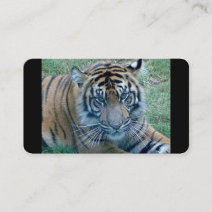 Cartes de visite d'images de Tiger