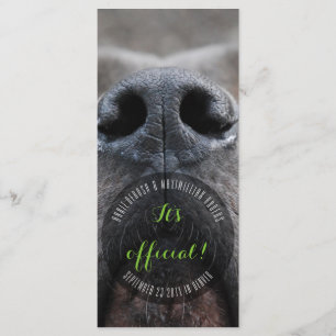 Cartes de visite Dognose