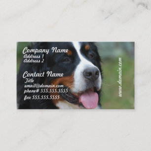 Cartes de visite doux de Bernese