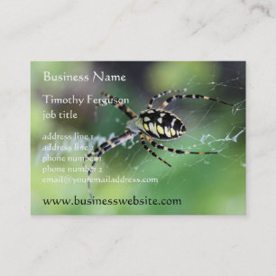 Cartes de visite potelés d'araignée