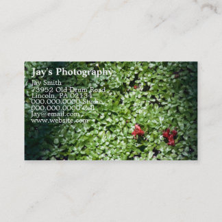 cartes de visite pour photographes