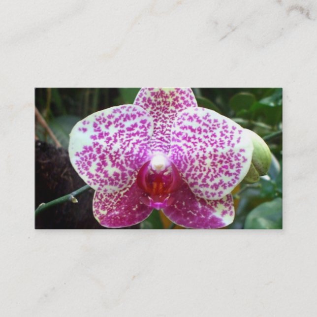 Cartes de visite roses d'orchidée (Devant)