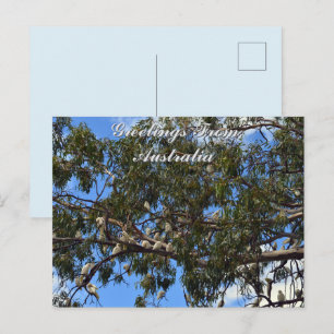 Cartes de vœux avec des cacatoès australiens sauva