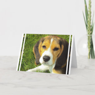 Cartes de voeux beagles