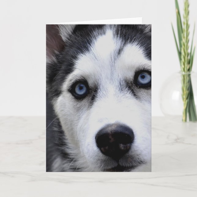 Cartes de voeux Blue Eyed Husky (Devant)