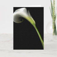 Cartes de vœux Calla Lilly