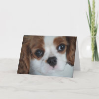 Cartes de vœux Cavalier King Charles